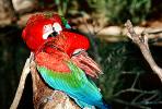 Green-winged Macaw, (Ara chloroptera), ABCV01P10_15