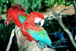 Green-winged Macaw, (Ara chloroptera), ABCV01P10_16