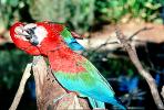 Green-winged Macaw, (Ara chloroptera), ABCV01P10_17