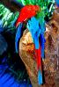 Parrot, ABCV01P11_01