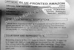 Blue Fronted Amazon, (Amazona aestiva)