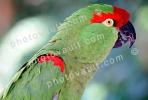Thick-Billed Parrot, (Rhynchopsitta pachrhyncha), Psittacoidea, Psittacidae, Arinae