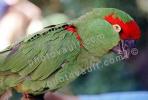 Thick-Billed Parrot, (Rhynchopsitta pachrhyncha), Psittacoidea, Psittacidae, Arinae, ABCV01P12_03