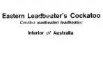 Eastern Leadbeater's Cockatoo, (Cacatuo leadbeateri leadbeateri), ABCV01P12_09