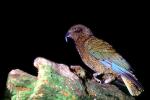 Kea Parrot, New Zealand, ABCV01P12_10
