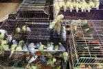 Cages, Caged, Parrot, parakeet, crowded, ABCV01P12_11