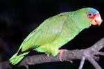 Red - Lored Amazon Parrot, (Amazona autumnalis), ABCV01P12_12