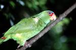 Red - Lored Amazon Parrot, (Amazona autumnalis), ABCV01P12_13