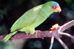 Red - Lored Amazon Parrot, (Amazona autumnalis), ABCV01P12_14