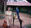 Parrot, Woman, 1966, 1960s, ABCV01P13_06