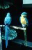 Blue Macaw Parrot, ABCV01P13_10