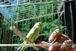 Parakeet in a cage, birdcage, ABCV01P13_12