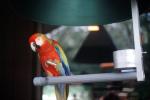 Parrot, ABCV01P14_01