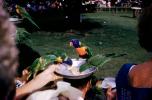 Parrots Feeding, ABCV01P14_03
