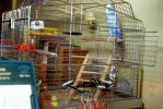 Parakeet in a cage, ABCV01P14_05