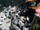 feeding, Pigeons in the Park, ABDD01_015