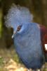 Blue Crowned Pigeon, (Goura cristata), Columbiformes, Columbidae, ABDD01_019