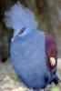 Blue Crowned Pigeon, (Goura cristata), Columbiformes, Columbidae, ABDD01_020