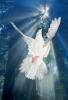 White Dove in flight, ABDD01_024B