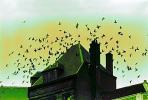 Birds flying, flight, Chimneys, mansion, scary, spooky, Haunted, ABDPCD2930_005B