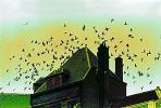 Birds flying, flight, Chimneys, mansion, scary, spooky, Haunted, ABDPCD2930_005C