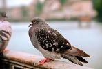 Pigeon, ABDV01P01_07.2565