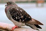 Pigeon, ABDV01P01_07B.2565