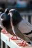 Pigeon, ABDV01P01_08B.2565