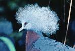 Blue Crowned Pigeon, (Goura cristata), Columbiformes, Columbidae