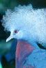 Blue Crowned Pigeon, (Goura cristata), Columbiformes, Columbidae, ABDV01P01_09B