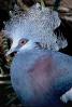 Blue Crowned Pigeon, (Goura cristata), Columbiformes, Columbidae, ABDV01P01_10B.0150