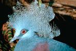 Blue Crowned Pigeon, (Goura cristata), Columbiformes, Columbidae, ABDV01P01_10B.2565
