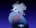 Blue Crowned Pigeon, (Goura cristata), Columbiformes, Columbidae, ABDV01P01_10B