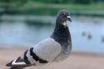 Pigeon, ABDV01P01_11.3339