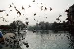 Lake, Flying Pigeons, Palace of Fine Arts, ABDV01P01_18