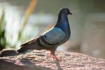 Pigeon, ABDV01P02_04.3339