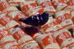 Pigeon on Golden Grain, Salmolina Wheat, Macaroni, ABDV01P02_05B