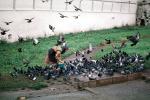 Feeding Pigeons, ABDV01P02_07