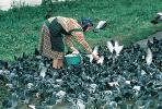 Feeding Pigeons