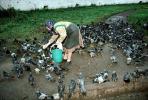 Feeding Pigeons, ABDV01P02_10B