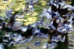 Pigeons, Central Park, New York City, ABDV01P03_01