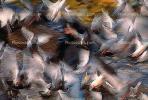 Pigeons, Central Park, New York City, ABDV01P03_02.2565