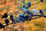 Pigeons, Central Park, Manhattan, autumn, ABDV01P03_05.2565