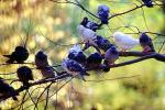 Pigeons, Central Park, Manhattan, autumn, ABDV01P03_05