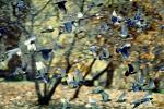 Pigeons, Central Park, New York City, ABDV01P03_09