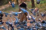 Pigeons, Central Park, New York City, ABDV01P03_13.3339