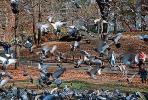 Pigeons, Central Park, Manhattan, autumn