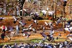 Pigeons, Central Park, Manhattan, autumn, ABDV01P03_15