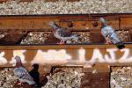 Pigeons on a railroad track, ABDV01P03_17.3339