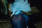 Blue Crowned Pigeon, (Goura cristata), Columbiformes, Columbidae, ABDV01P04_01.3339